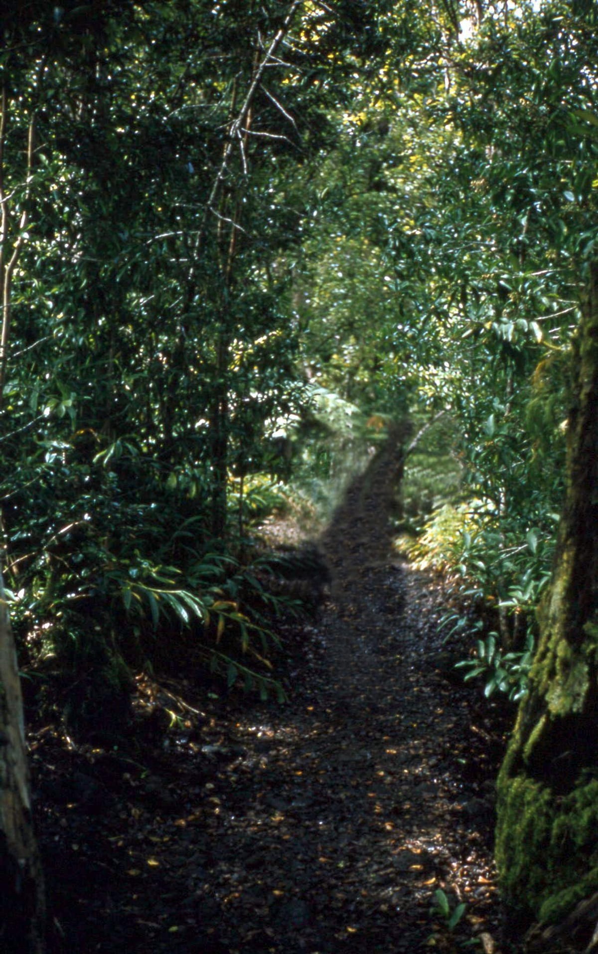 Akaka Falls — hero photo