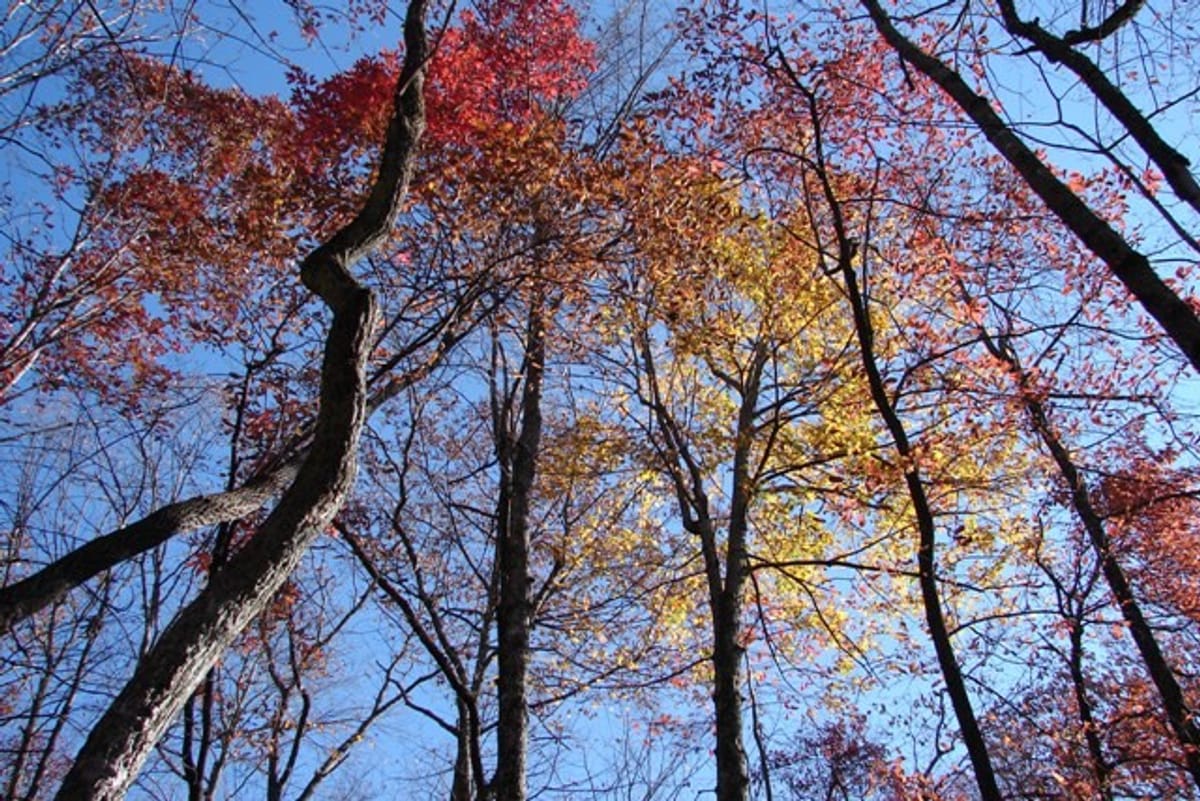 Raven Cliff Falls photo 4